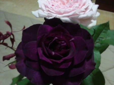 the roses from my girl friend !